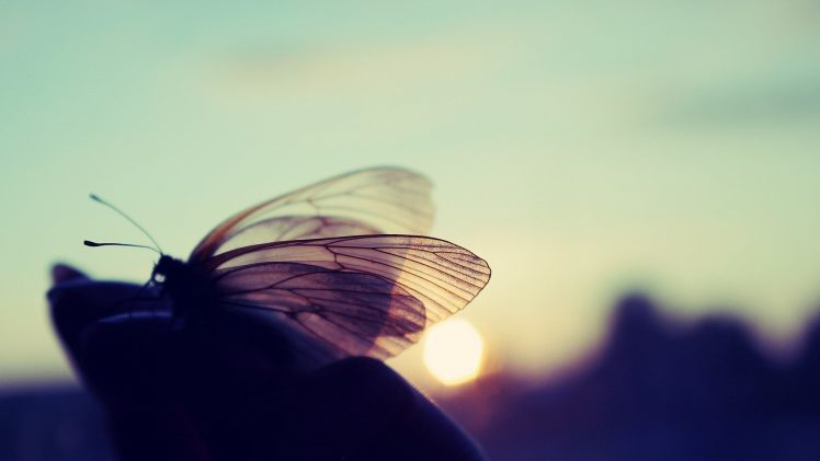 macro, Butterfly, Sun HD Wallpaper Desktop Background