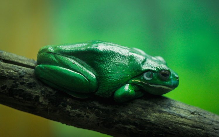 frog, Amphibian HD Wallpaper Desktop Background
