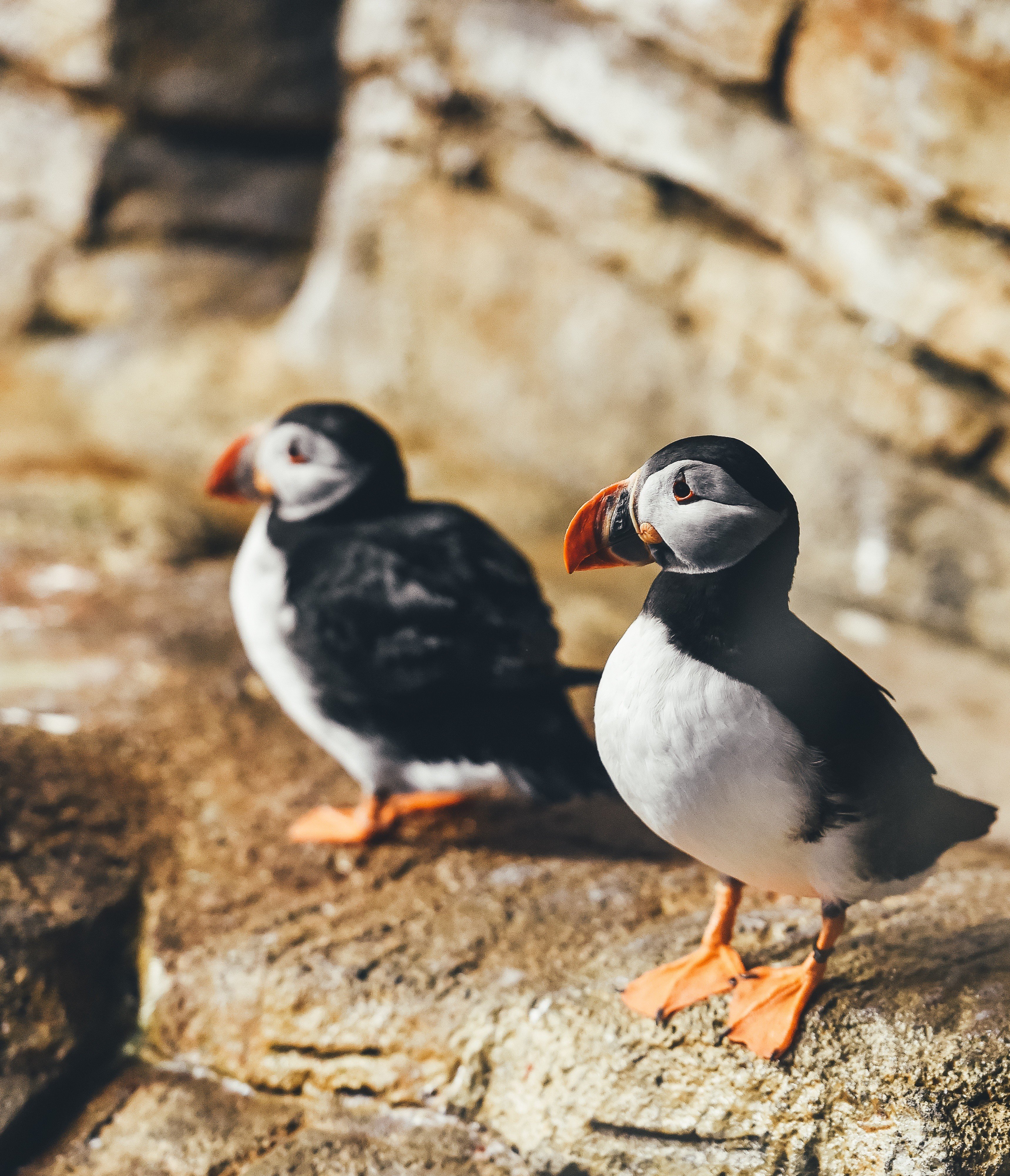 puffins, Canada, Annie Spratt Wallpaper