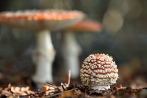 mushroom, Macro