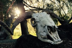 skull, Sunlight, Horns