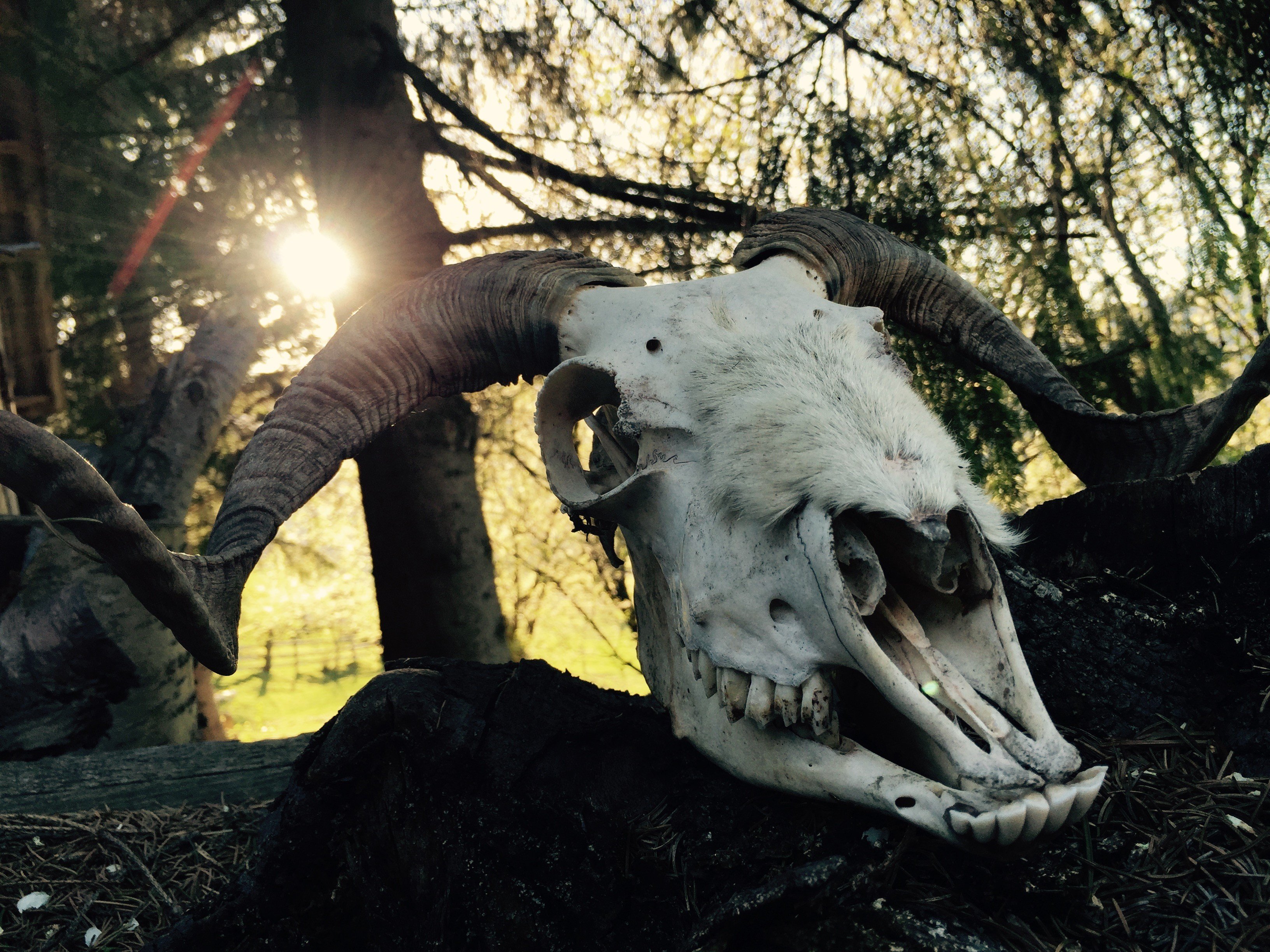 skull, Sunlight, Horns Wallpaper