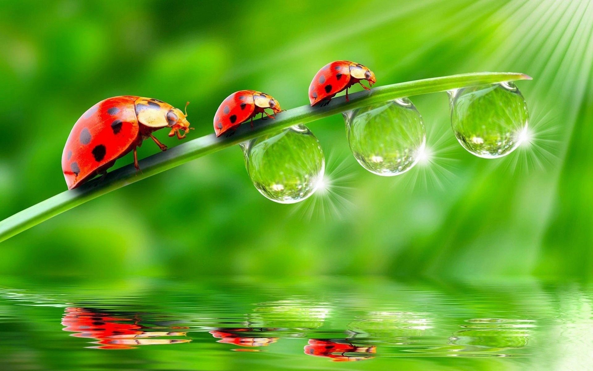 ladybugs Wallpaper