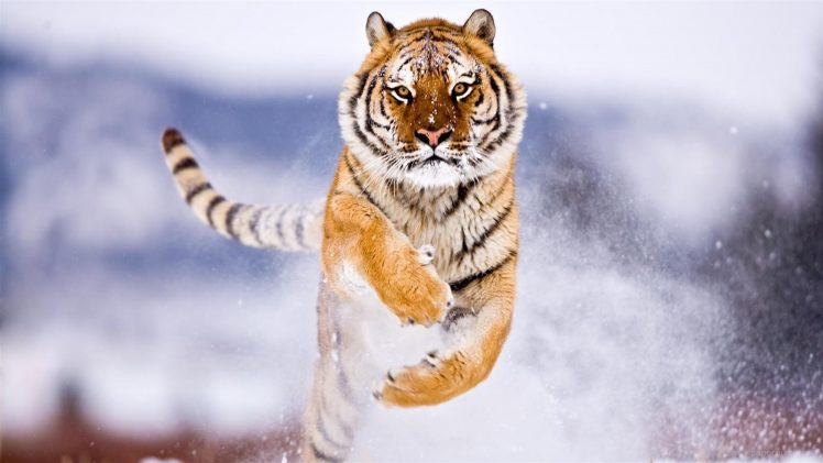 tiger HD Wallpaper Desktop Background