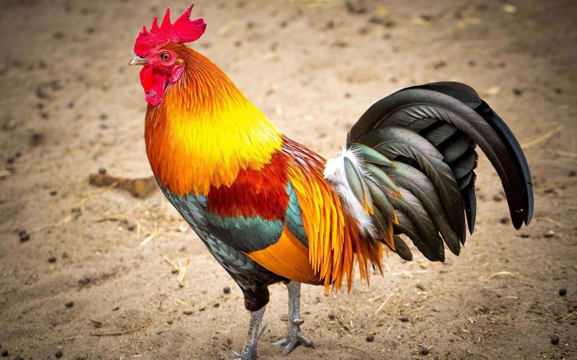 roosters Wallpaper