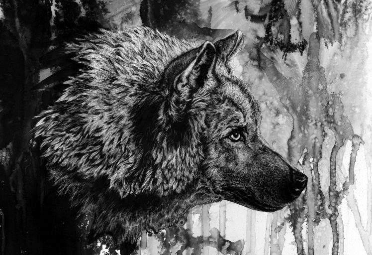 ink, Wolf HD Wallpaper Desktop Background