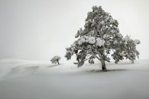 trees, Snow