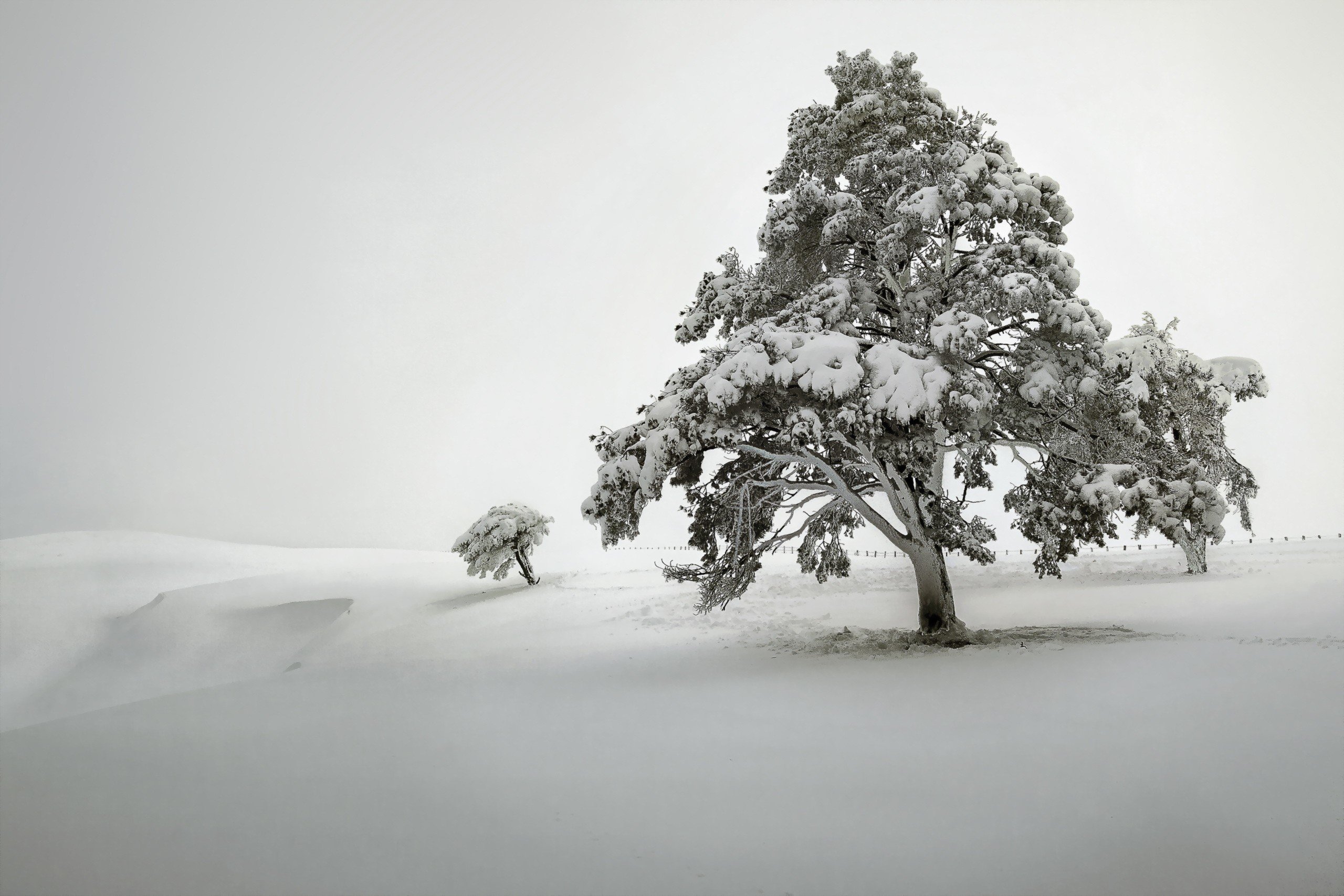trees, Snow Wallpaper