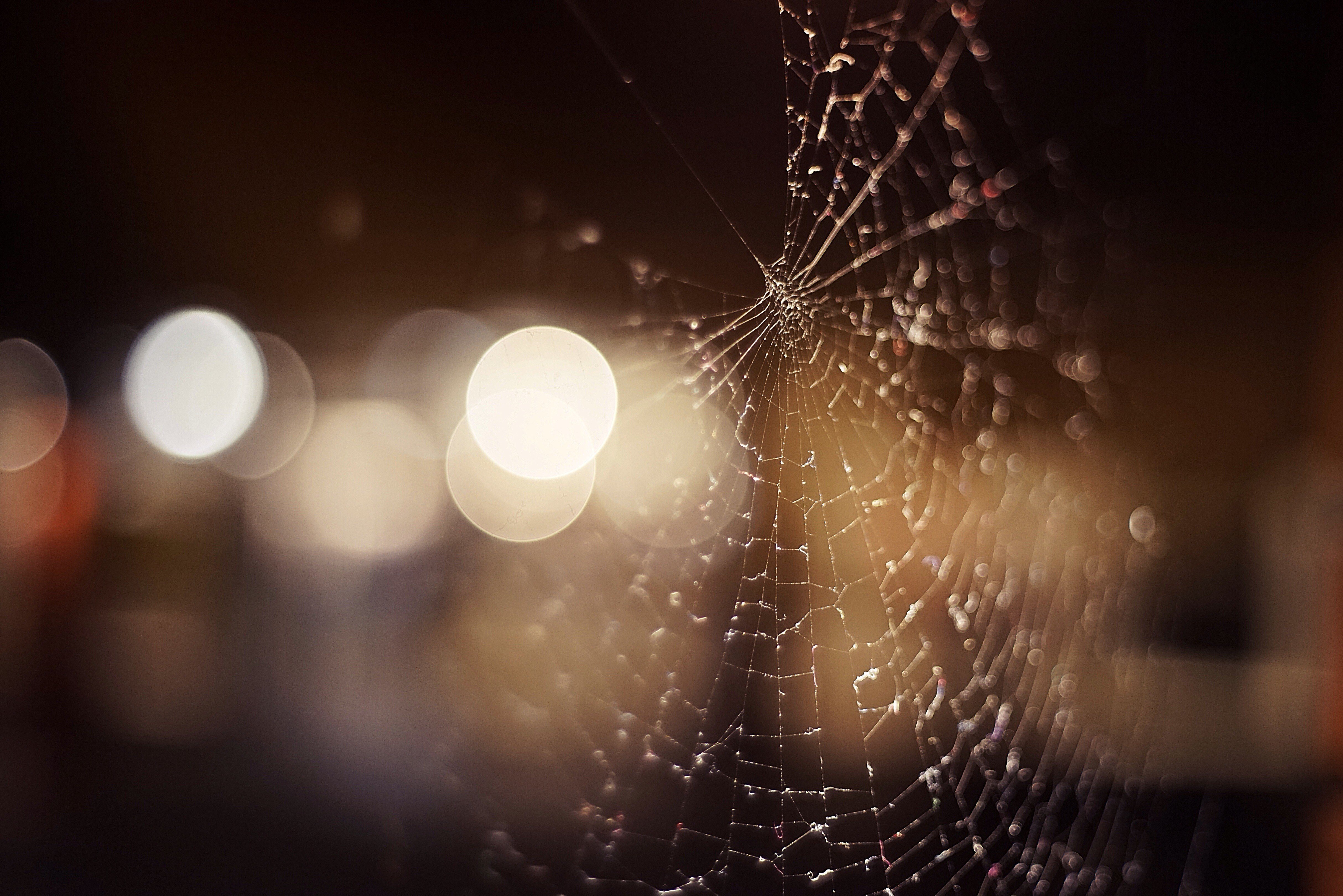 macro, Spiderwebs Wallpaper