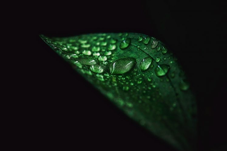 leaves, Water drops, Water, Green, Black background, Simple background HD Wallpaper Desktop Background