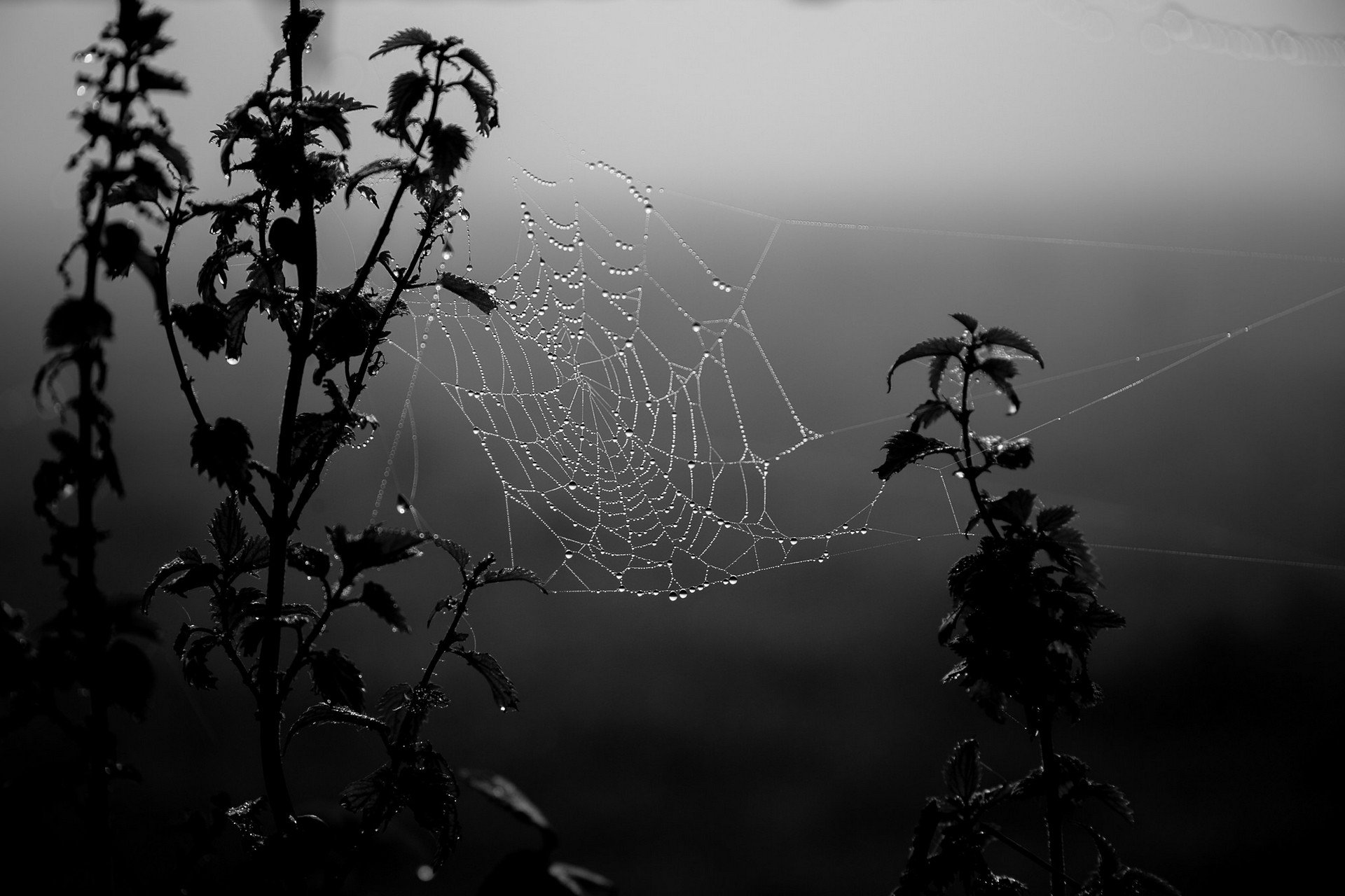 spiderwebs, Monochrome, Water drops Wallpaper