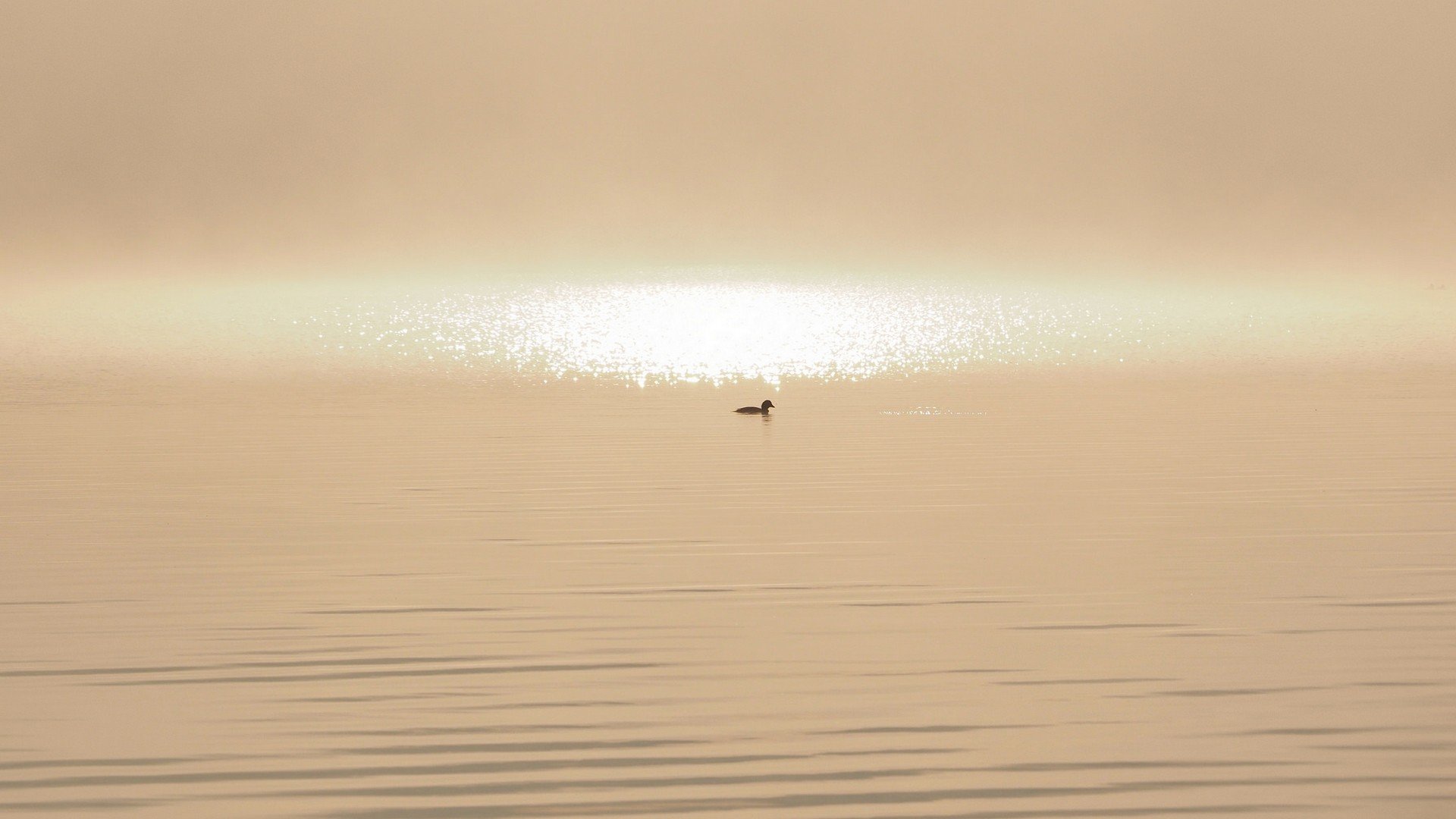 water, Duck Wallpaper