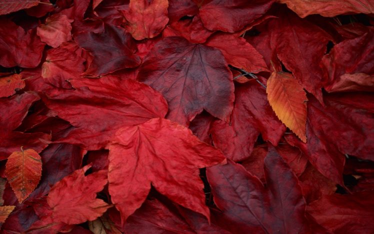 red fall leaves background