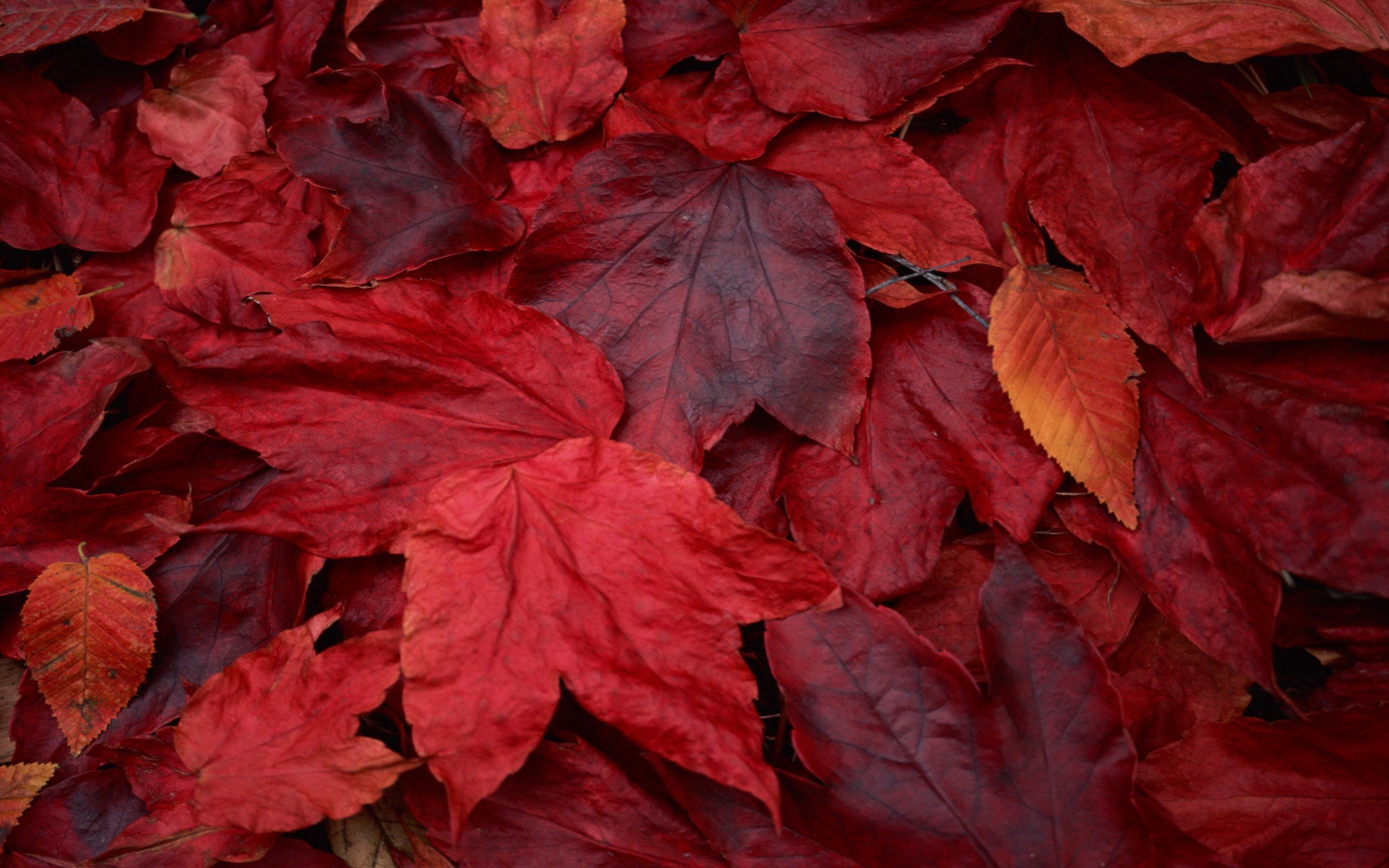 fall, Red leaves Wallpapers HD / Desktop and Mobile Backgrounds