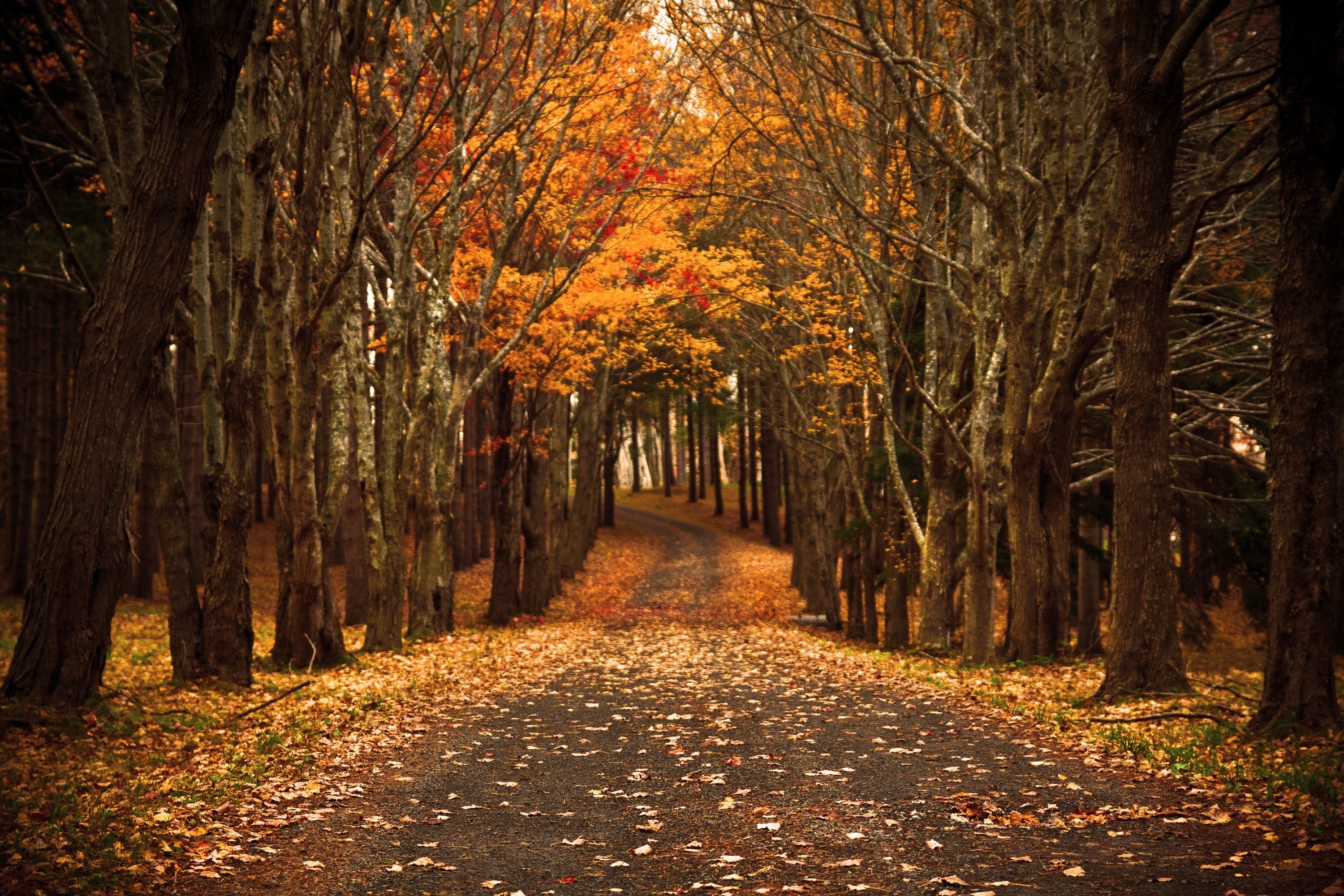road Wallpaper