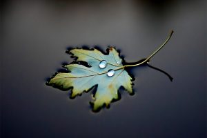 water, Leaves