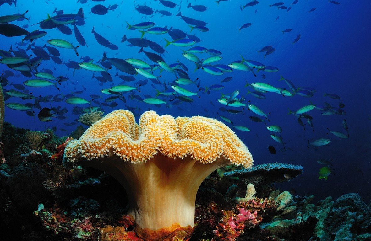 coral, Fish Wallpaper