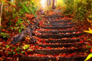 leaves, Fall, Stairs
