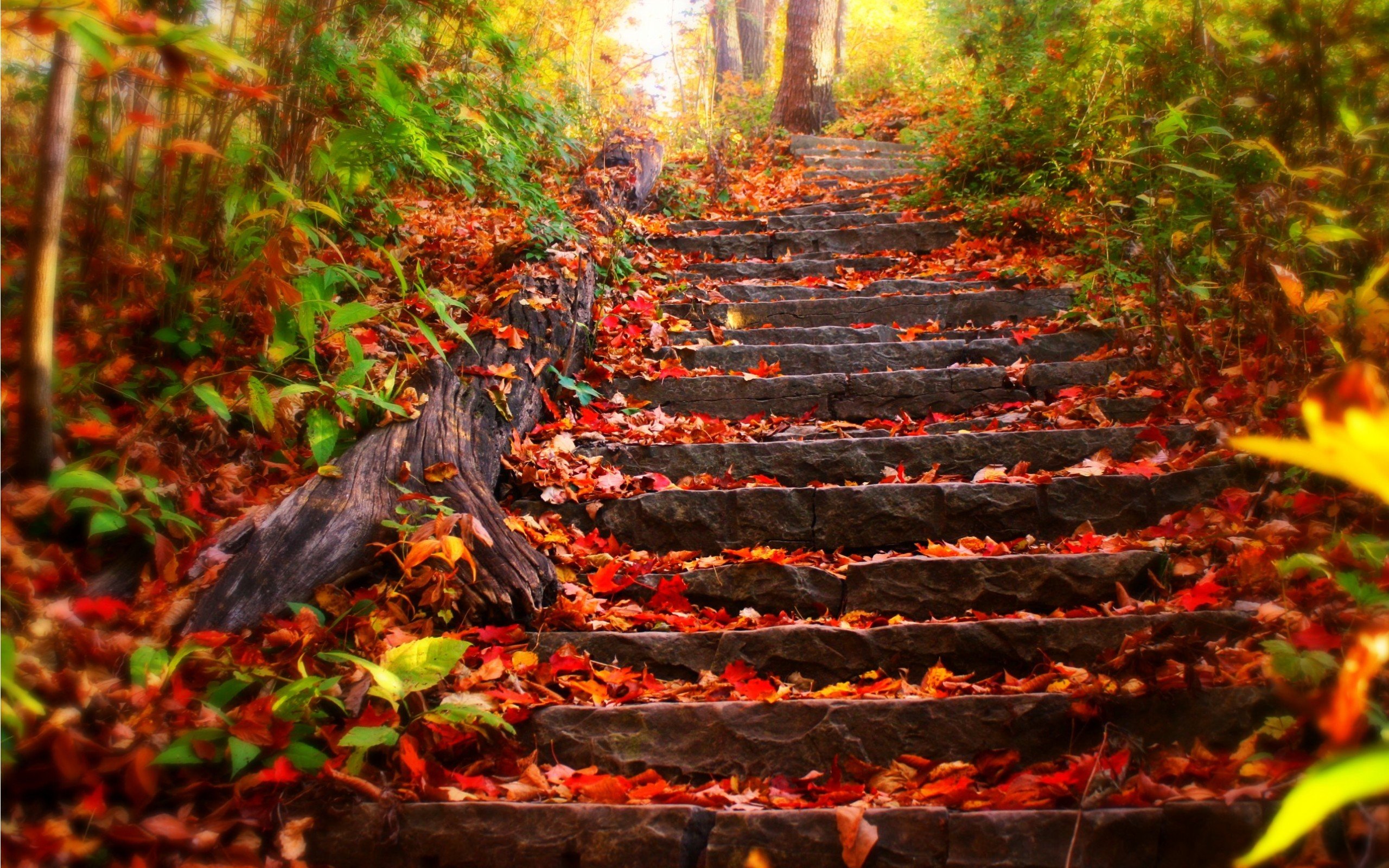 leaves, Fall, Stairs Wallpaper