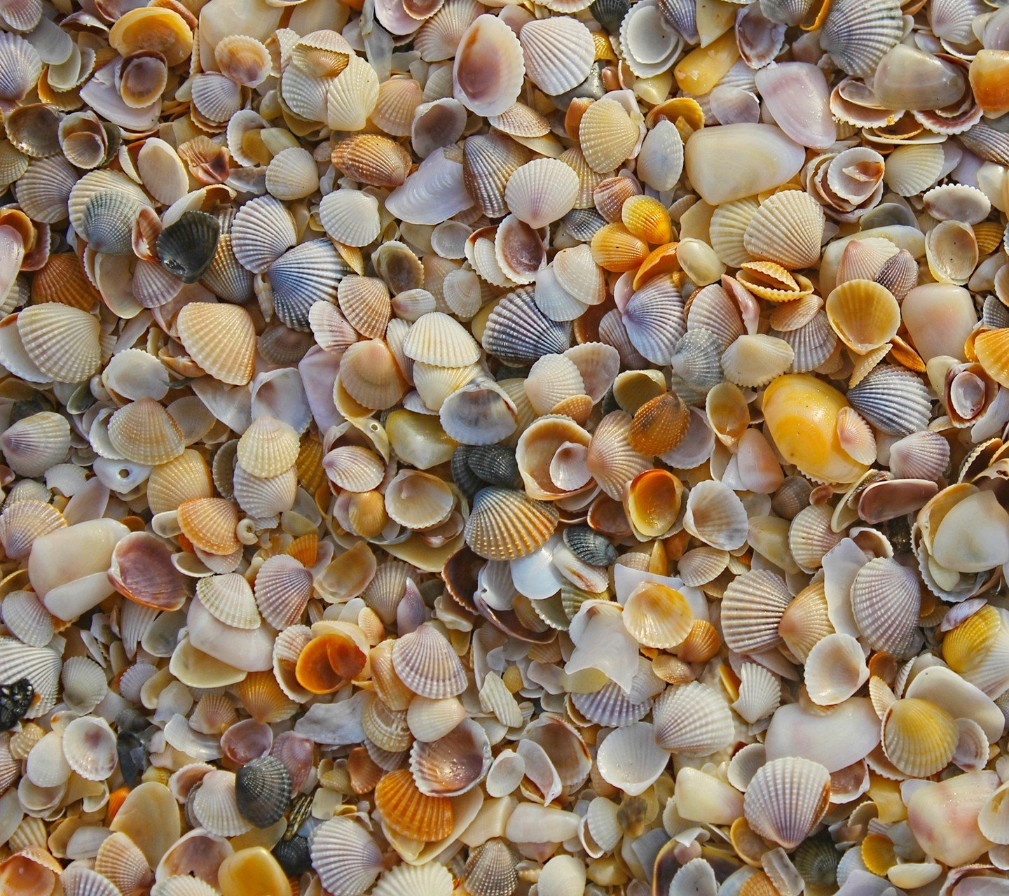 seashell Wallpaper