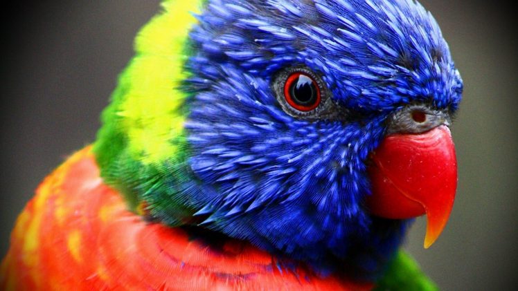 closeup, Colorful, Parrot HD Wallpaper Desktop Background