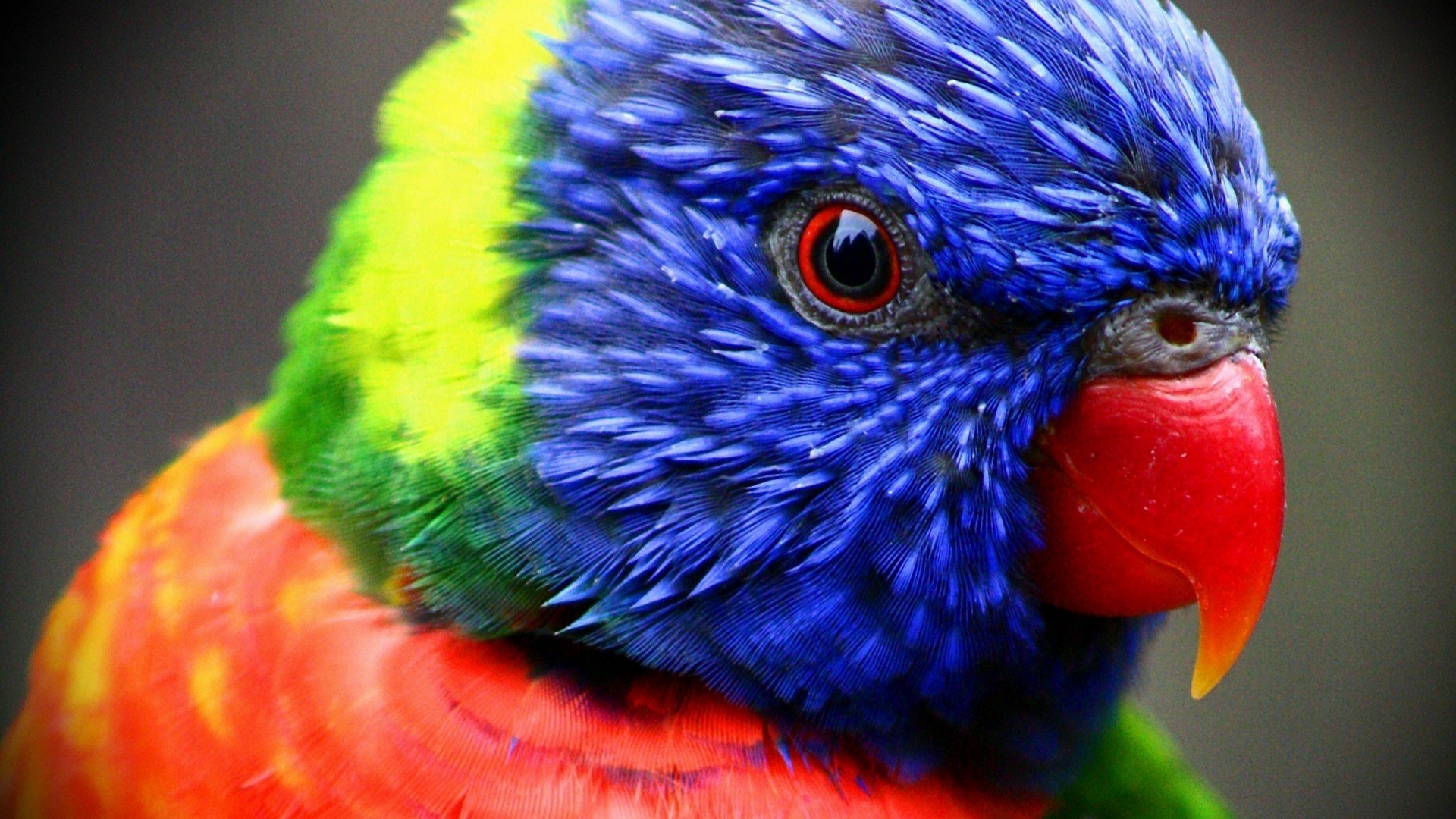 closeup, Colorful, Parrot Wallpaper