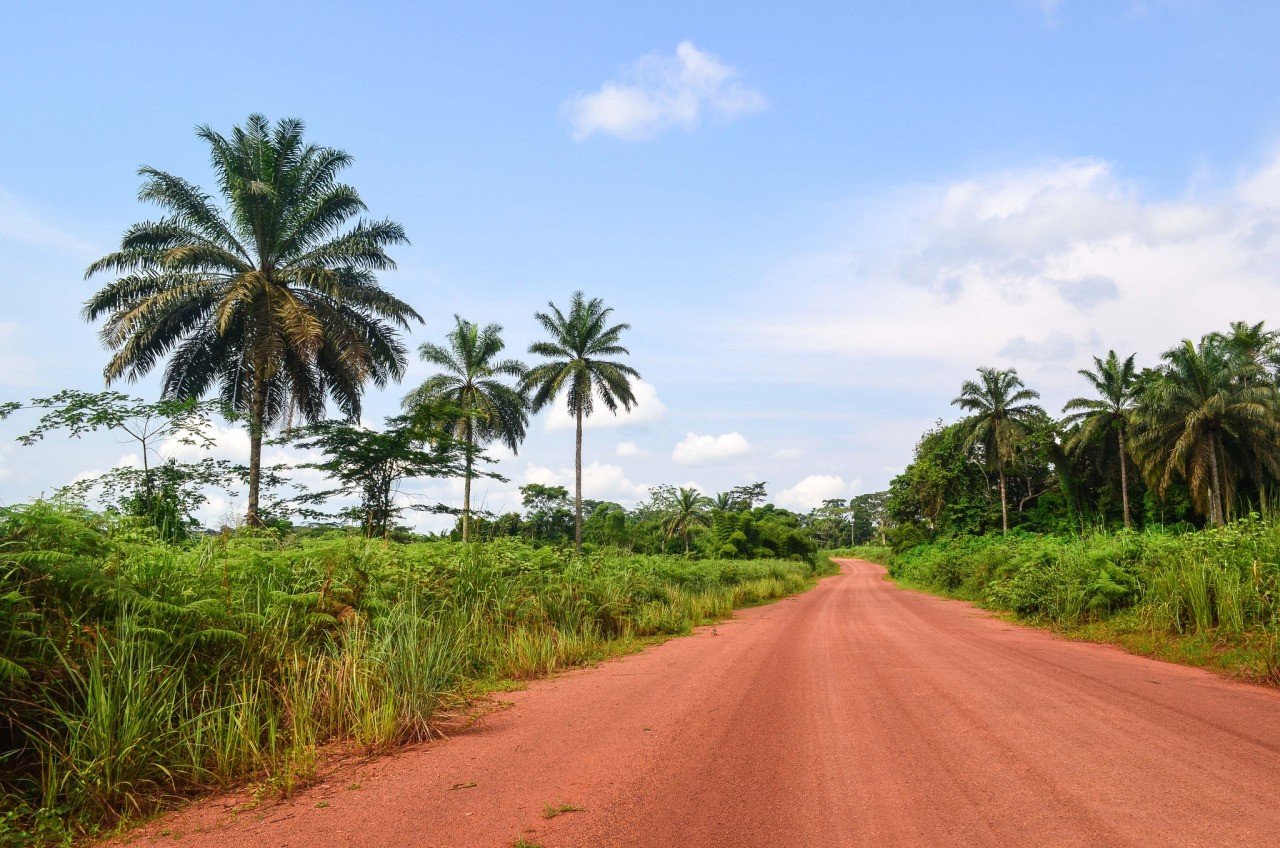 palm trees, Road Wallpaper