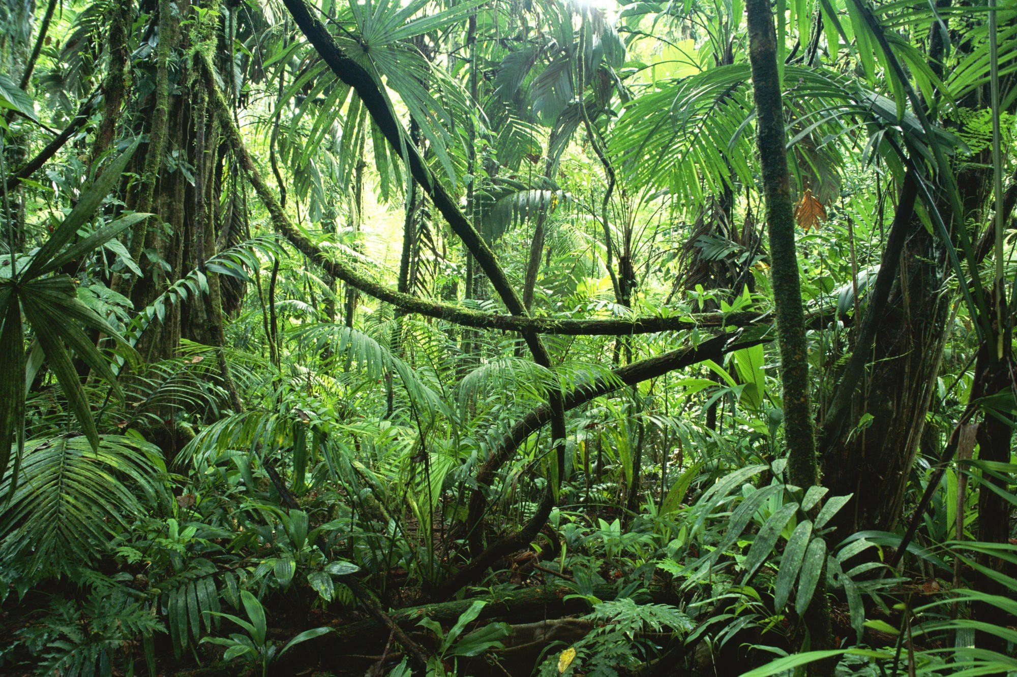 jungles, Ferns Wallpaper