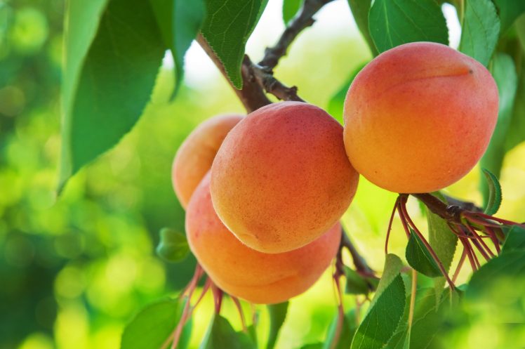 macro, Fruit, Peaches HD Wallpaper Desktop Background