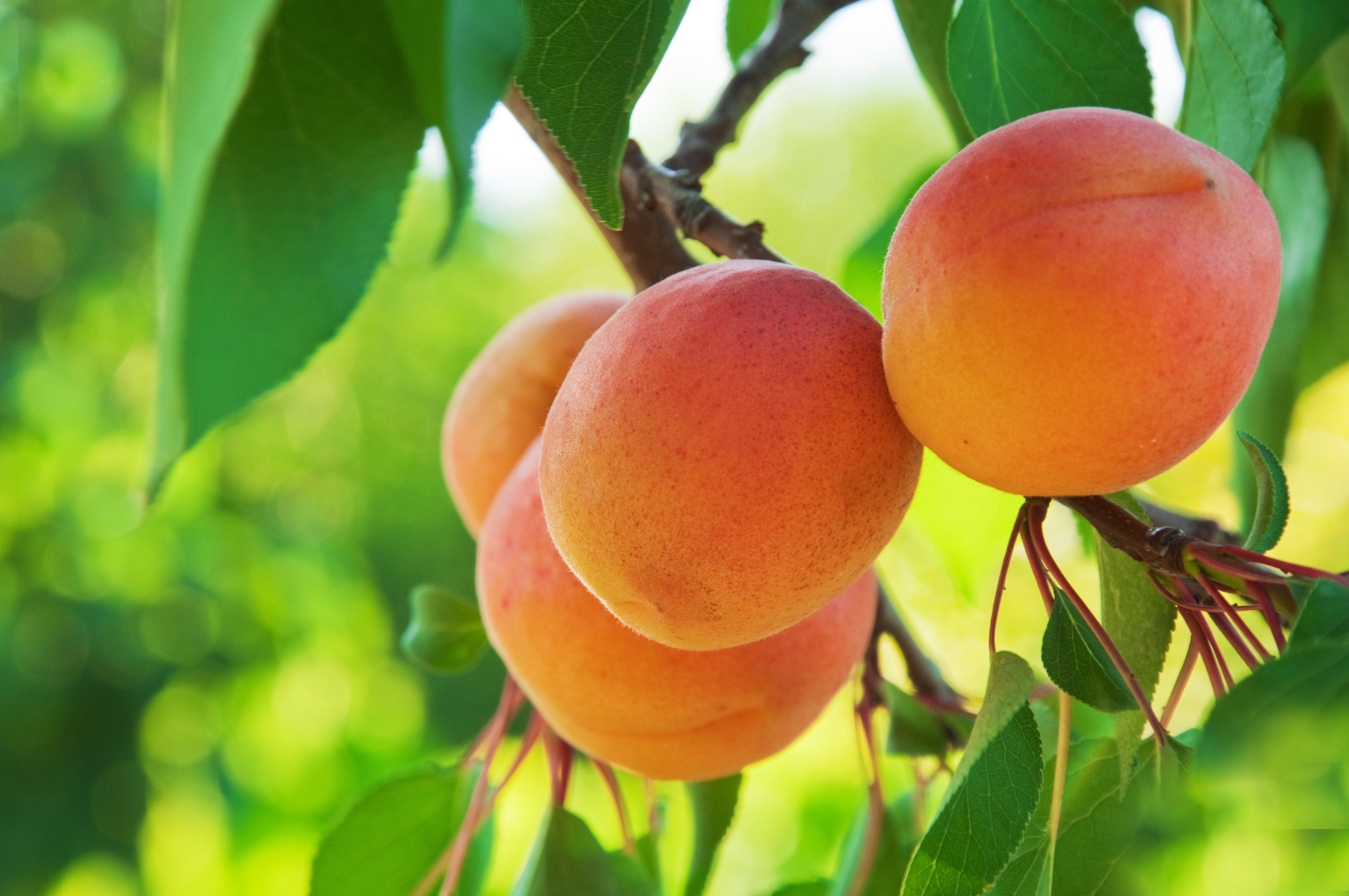 macro, Fruit, Peaches Wallpaper