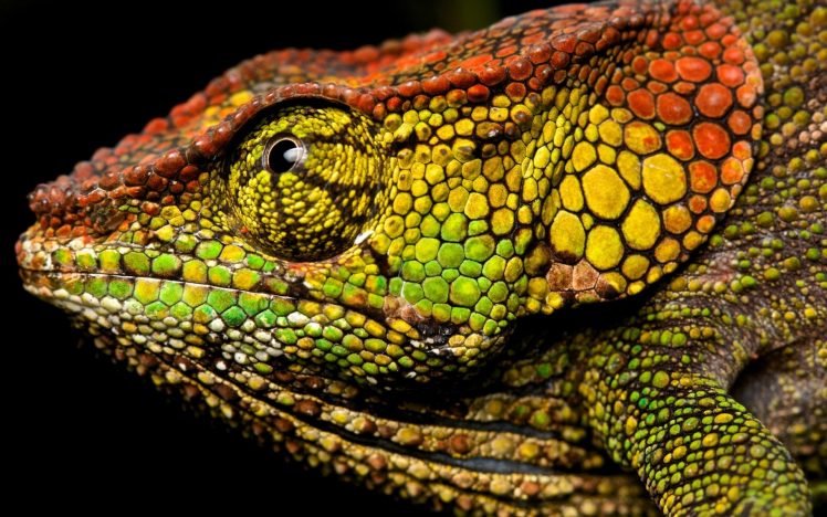 chameleons, Macro HD Wallpaper Desktop Background