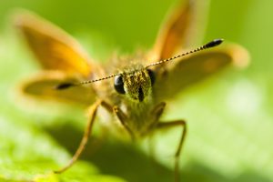 lepidoptera, Macro
