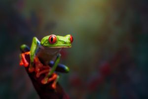 frog, Amphibian, Macro