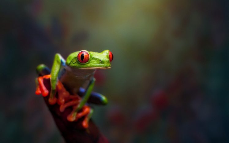 frog, Amphibian, Macro HD Wallpaper Desktop Background