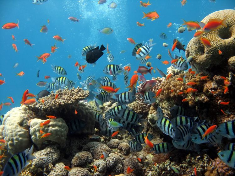 fish, Underwater HD Wallpaper Desktop Background