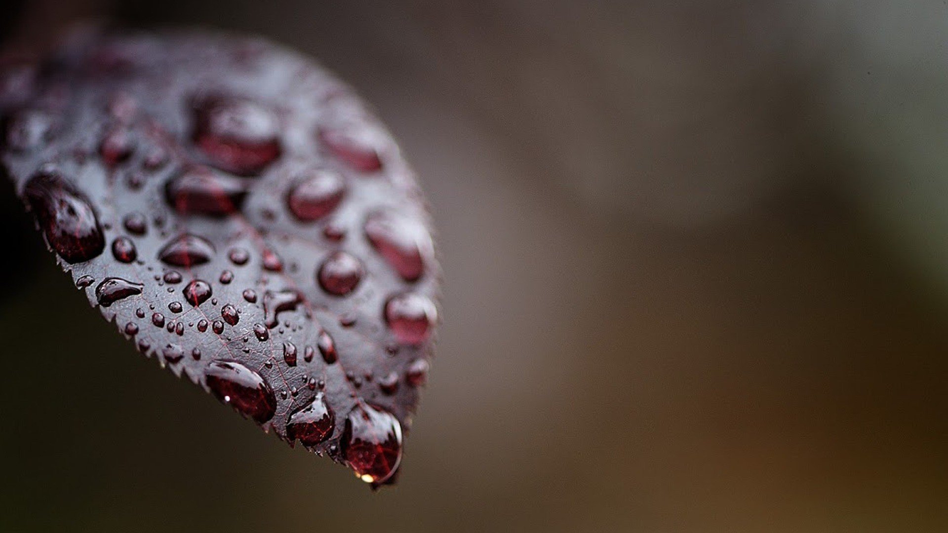 macro, Water drops Wallpaper