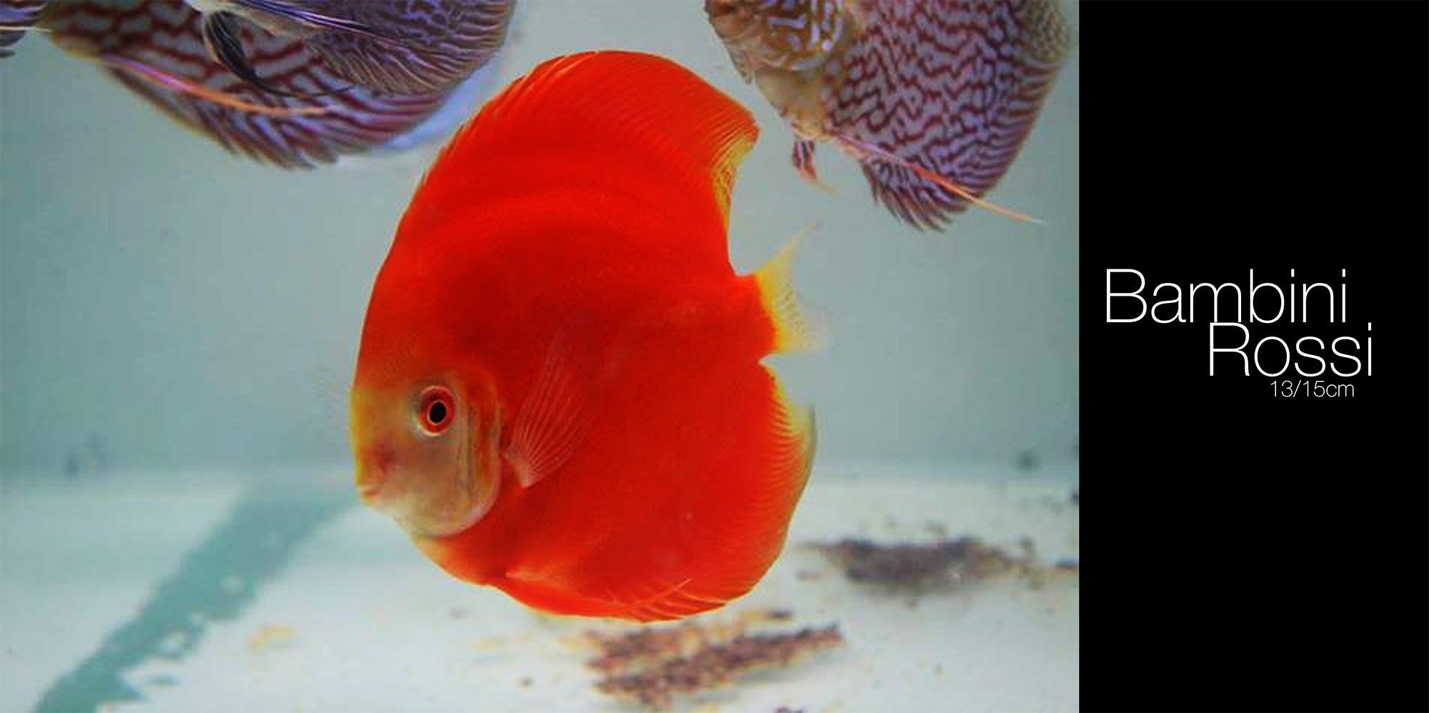 Discus Fish Wallpaper