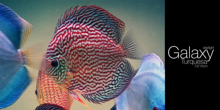 Discus Fish HD Wallpaper Desktop Background