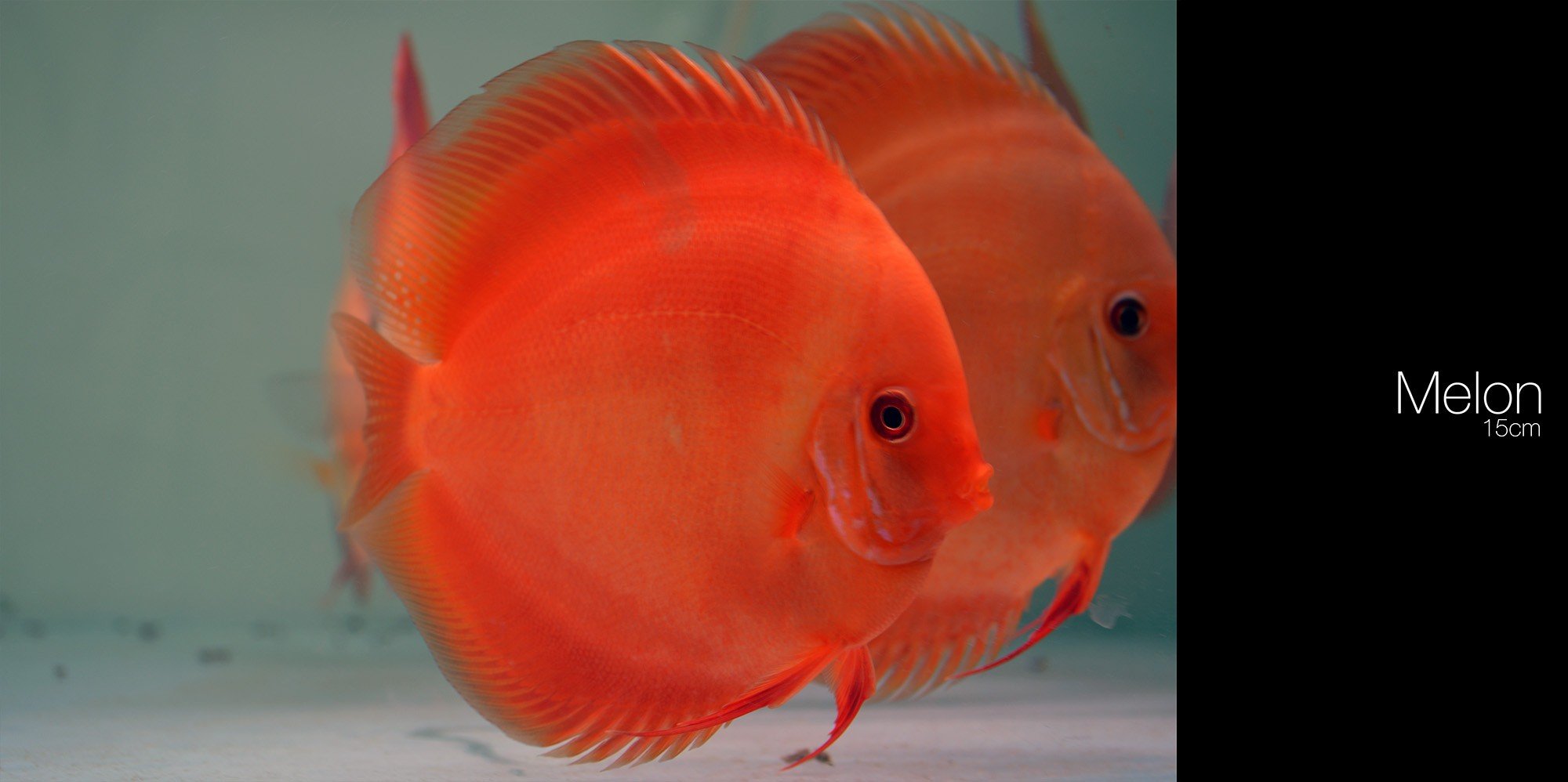 Discus Fish Wallpaper