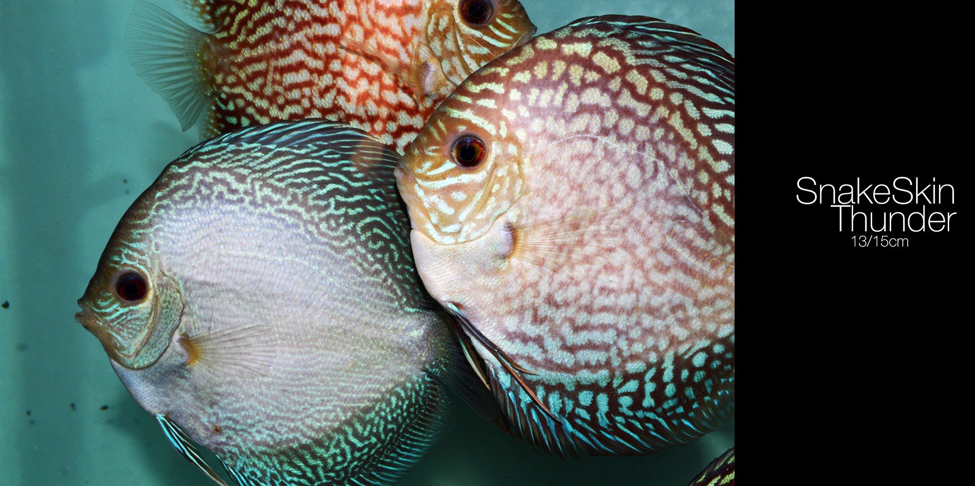 Discus Fish Wallpaper