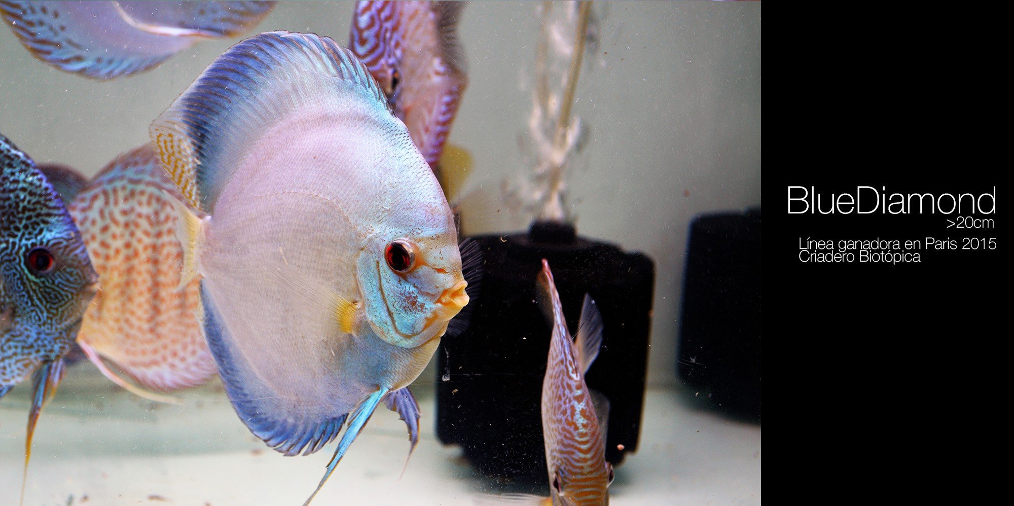 Discus Fish Wallpaper