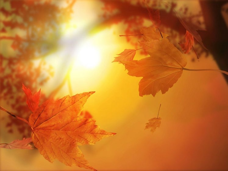 leaves, Maple leaves HD Wallpaper Desktop Background