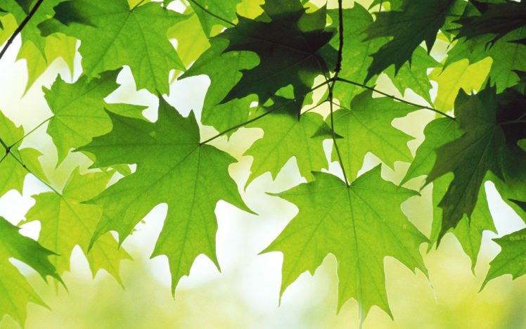 drawing, Leaves, Green, Maple leaves HD Wallpaper Desktop Background