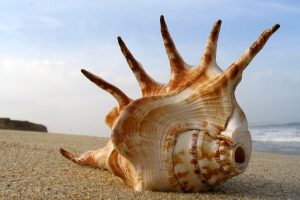 seashell, Sand