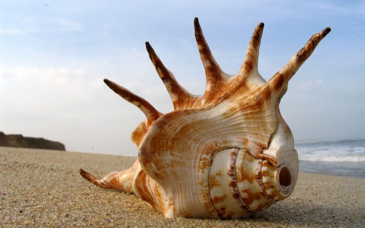 seashell, Sand HD Wallpaper Desktop Background