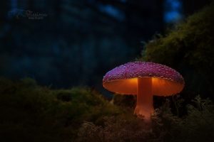 photography, Mushroom