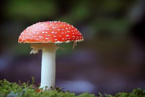 photography, Mushroom
