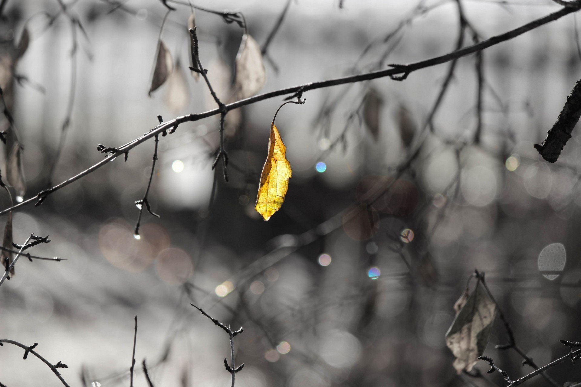 leaves, Water drops Wallpaper