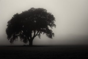 trees, Monochrome, Mist