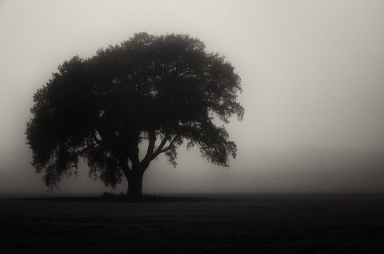 trees, Monochrome, Mist HD Wallpaper Desktop Background